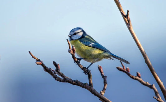 blue tit nest box